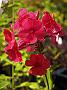 Phlox Rotball